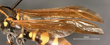 Media type: image;   Entomology 30829 Aspect: Wing front